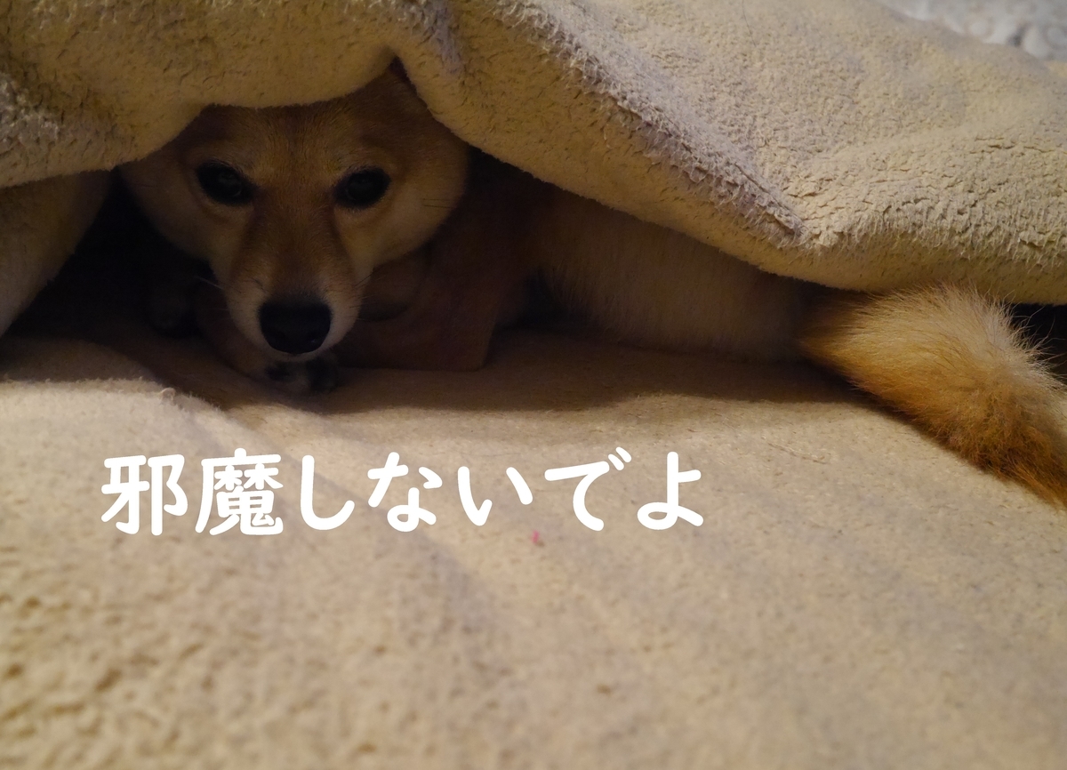 f:id:hanatara:20201226135743j:plain