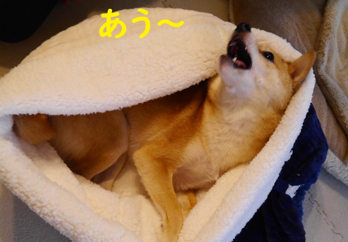 f:id:hanatara:20201226140005j:plain