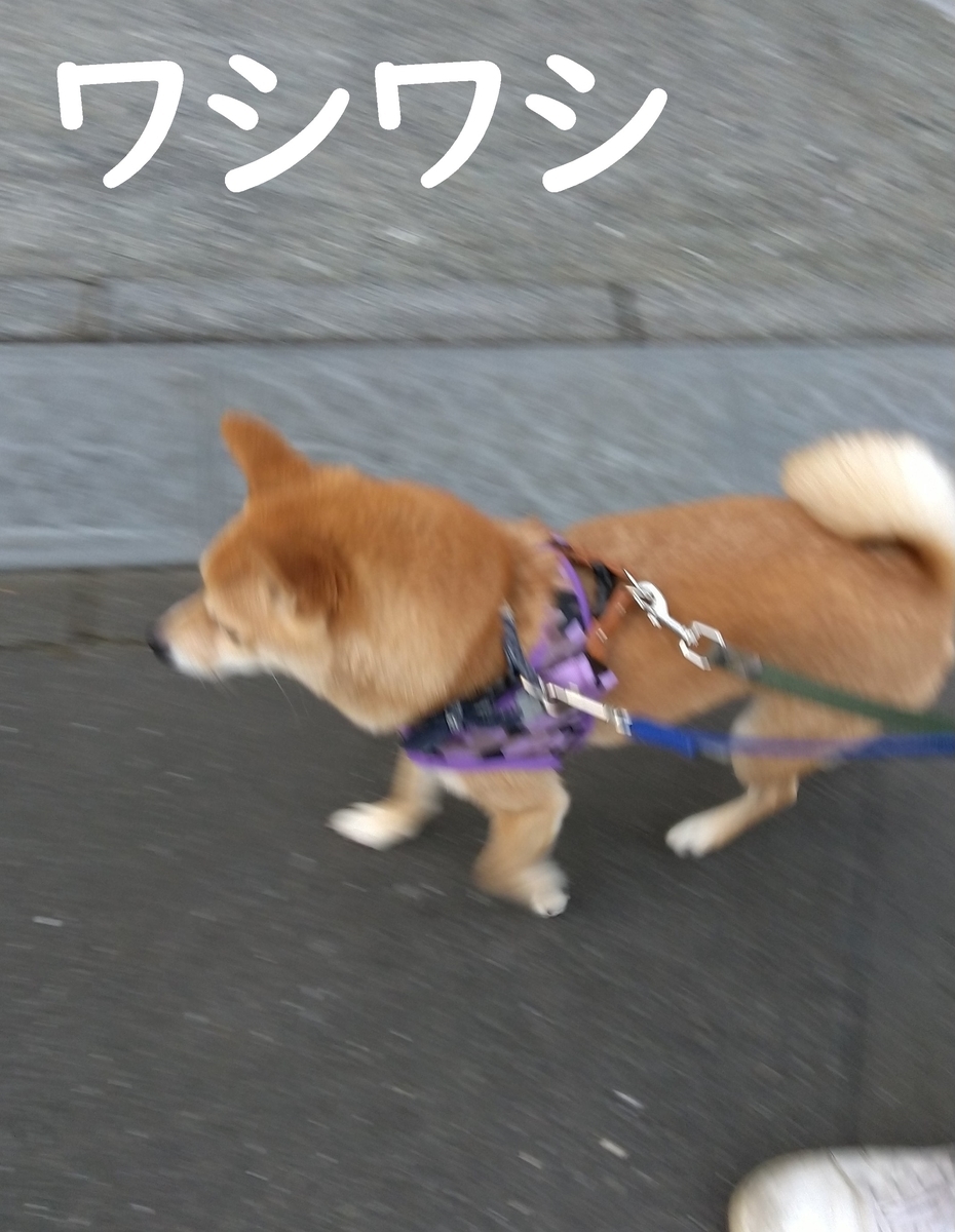 f:id:hanatara:20201227114819j:plain