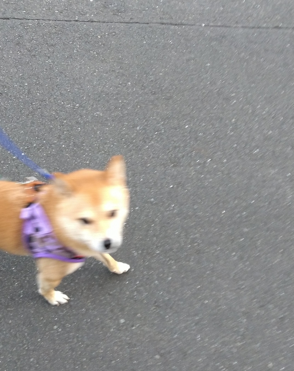 f:id:hanatara:20201227115215j:plain