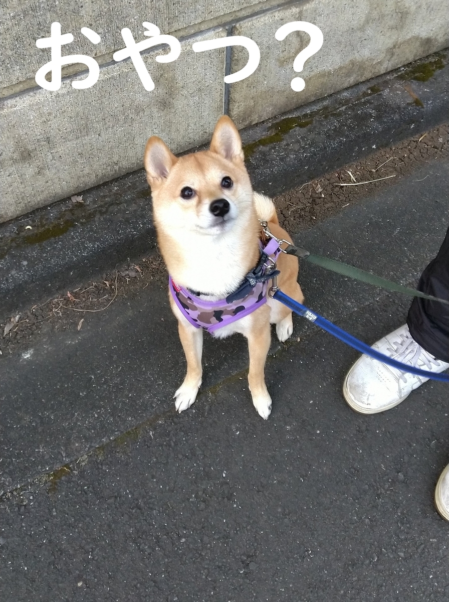 f:id:hanatara:20201227115422j:plain