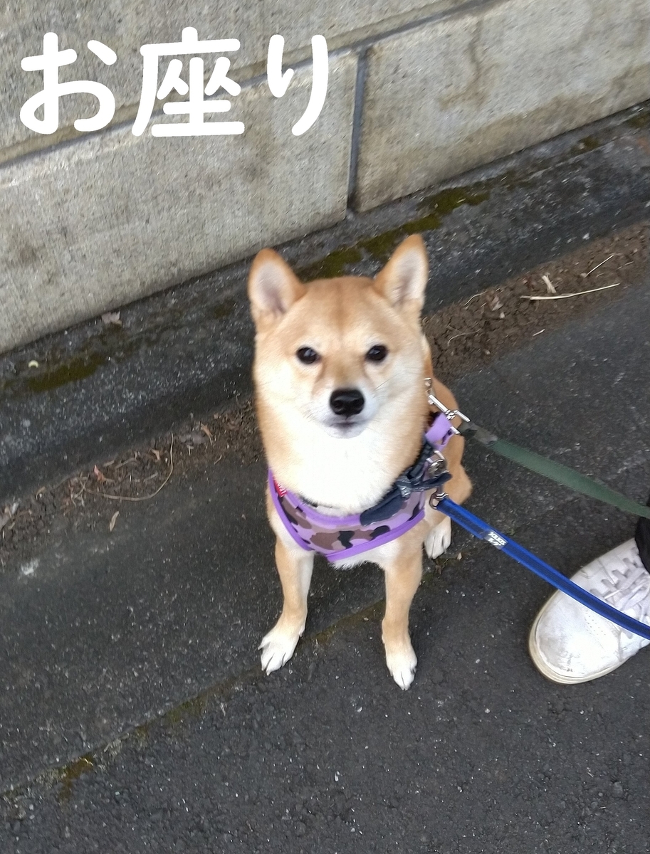 f:id:hanatara:20201227115710j:plain