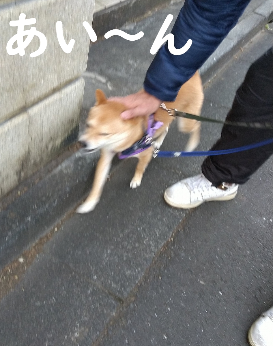 f:id:hanatara:20201227115840j:plain