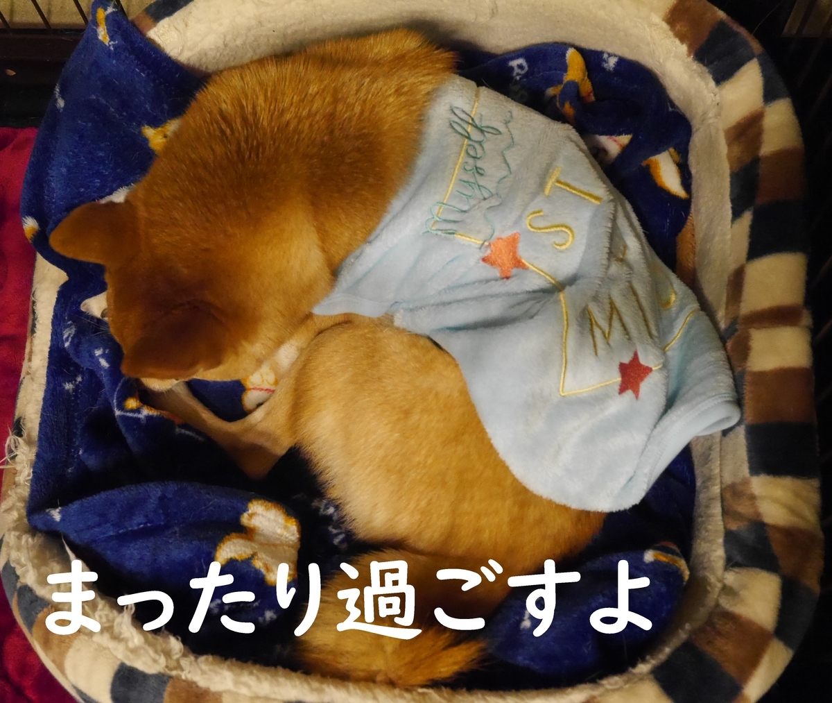 f:id:hanatara:20201231142029j:plain