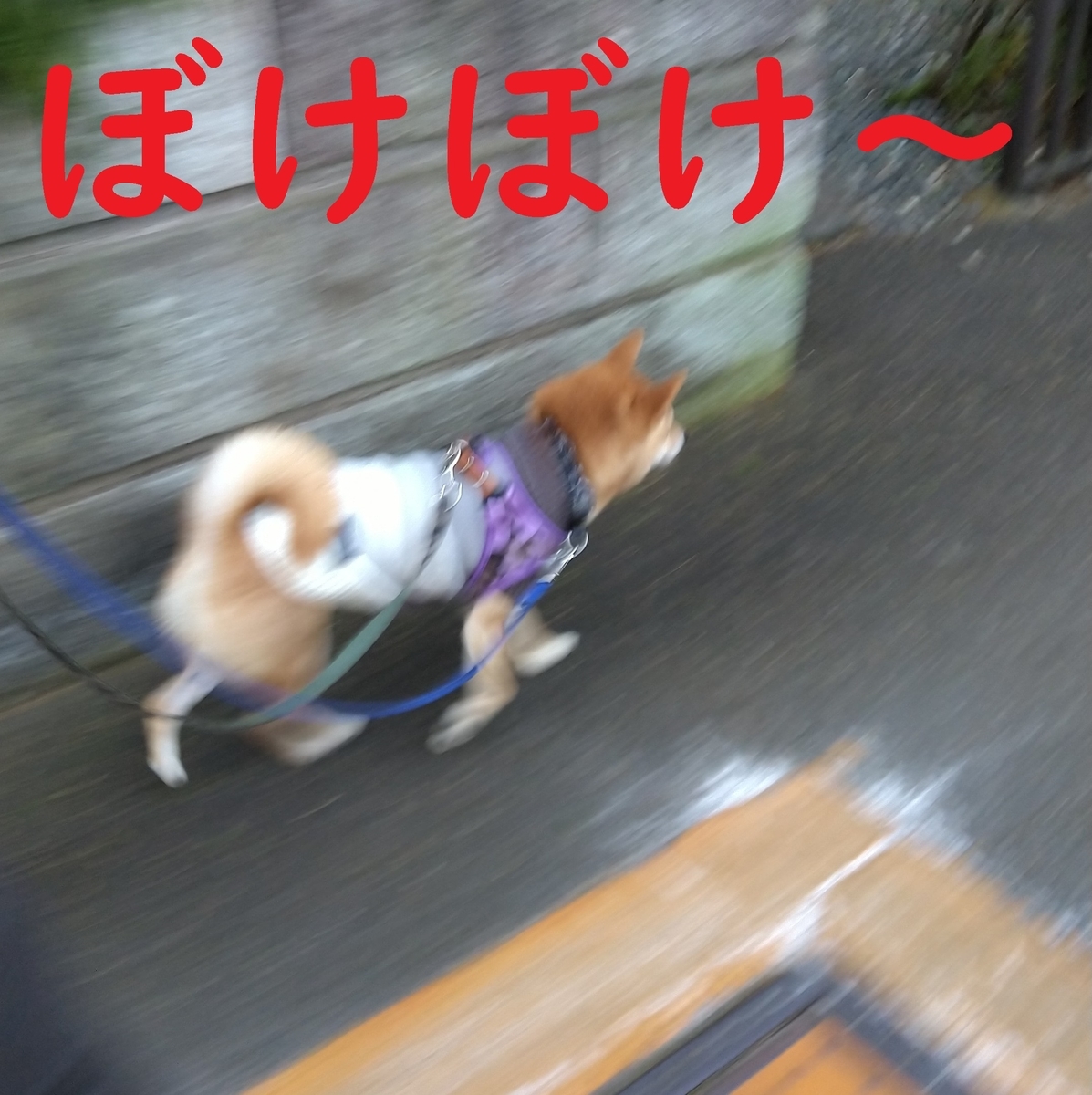 f:id:hanatara:20210101093952j:plain