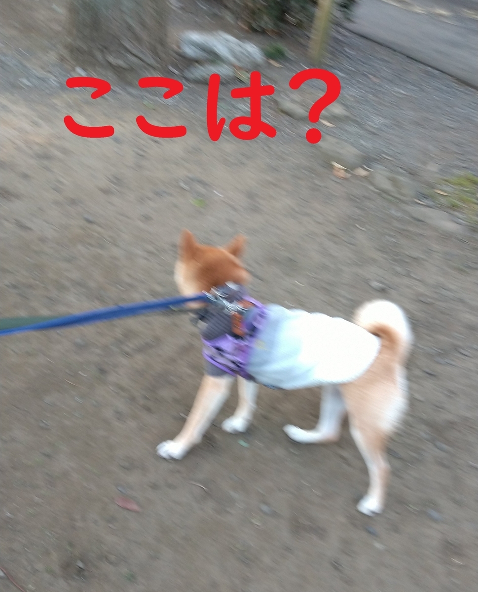 f:id:hanatara:20210101094610j:plain