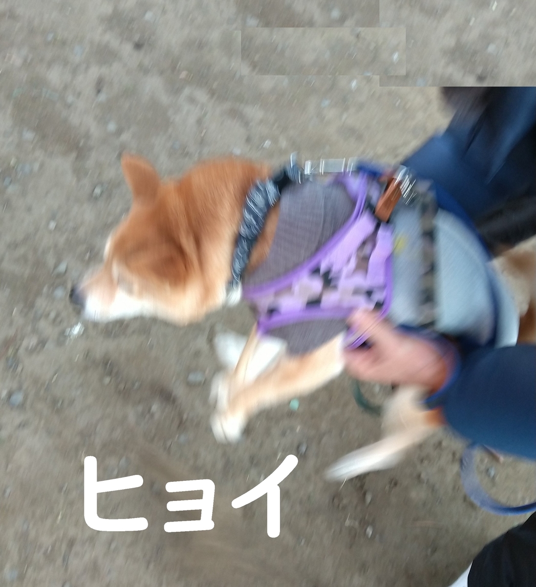 f:id:hanatara:20210101095219j:plain