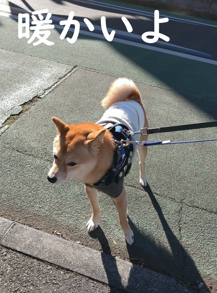 f:id:hanatara:20210102090030j:plain