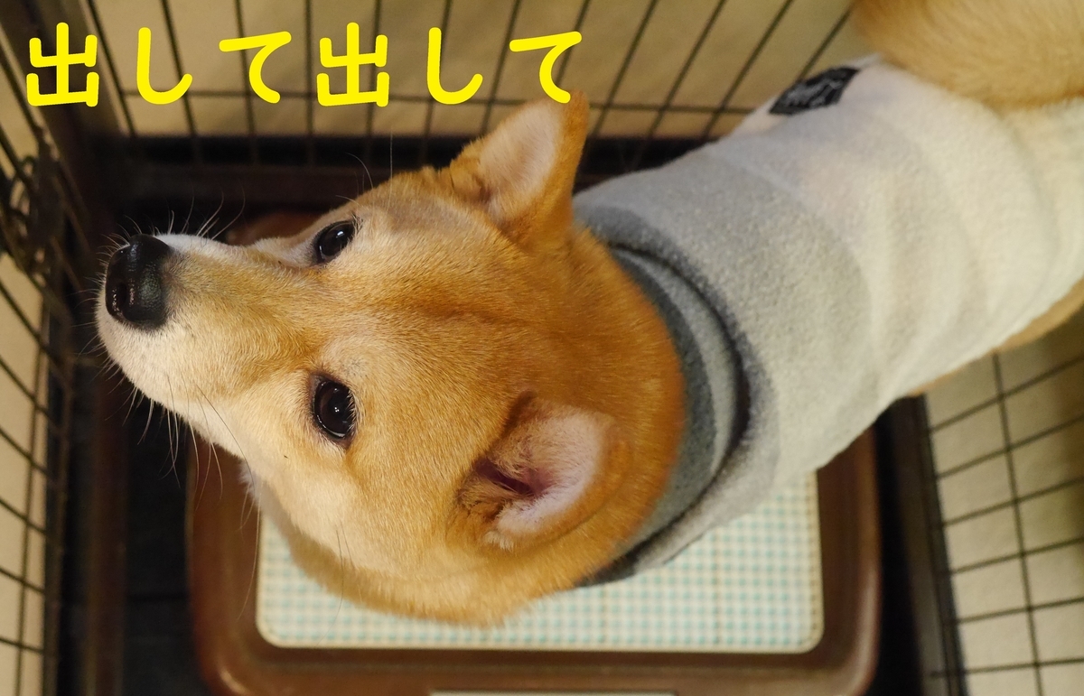 f:id:hanatara:20210102094035j:plain