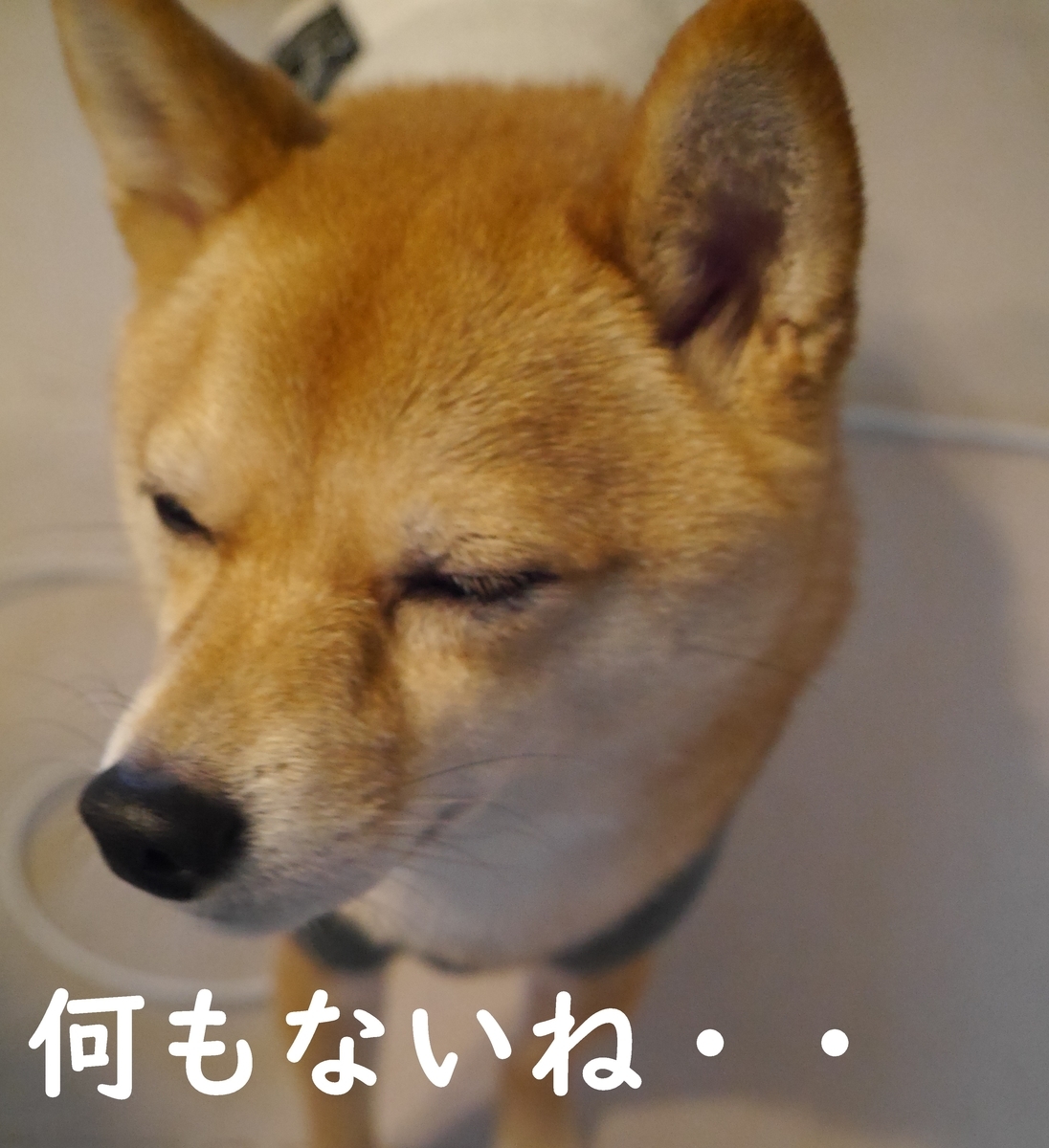 f:id:hanatara:20210102110755j:plain
