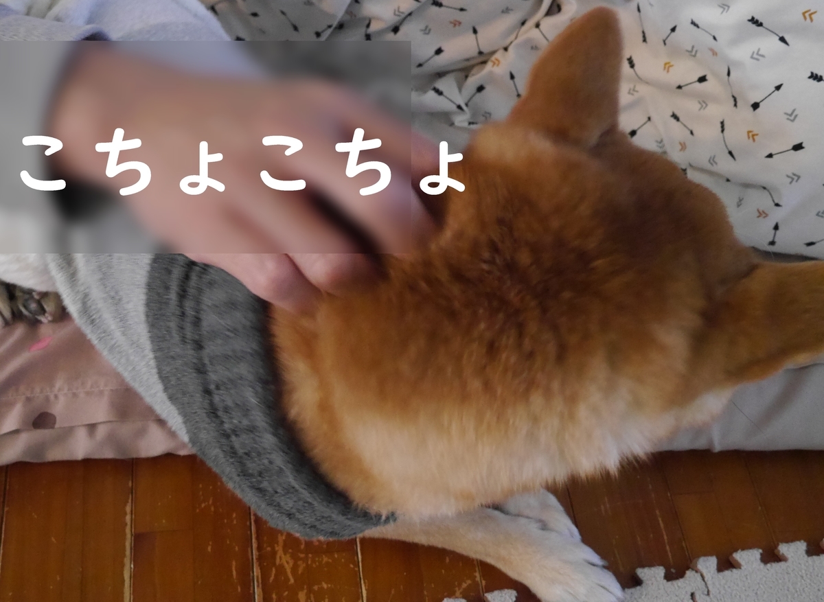 f:id:hanatara:20210102111218j:plain