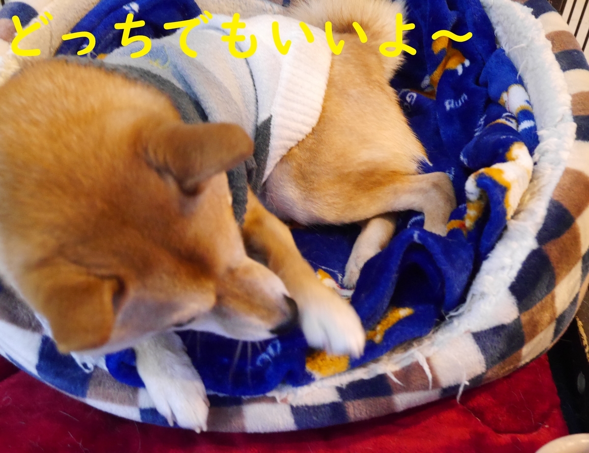 f:id:hanatara:20210103093402j:plain