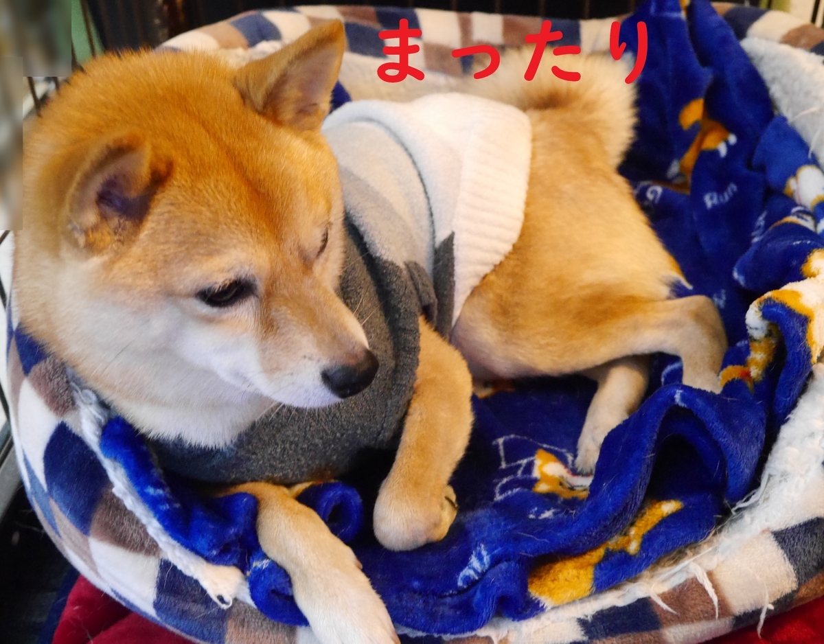 f:id:hanatara:20210103093542j:plain