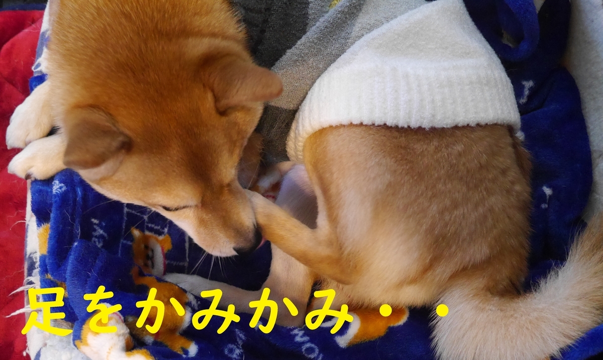 f:id:hanatara:20210103093652j:plain