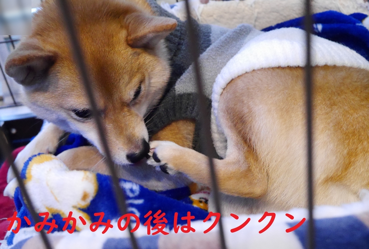 f:id:hanatara:20210103093820j:plain