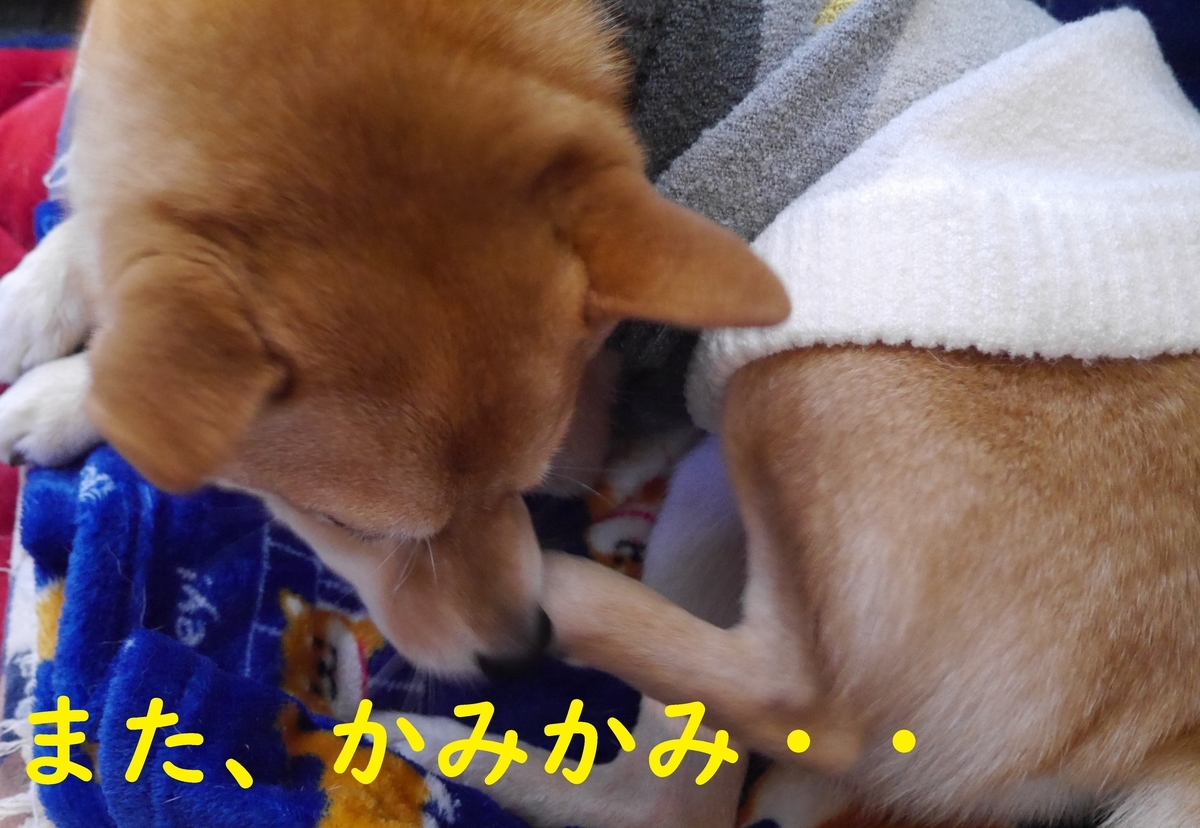 f:id:hanatara:20210103094003j:plain