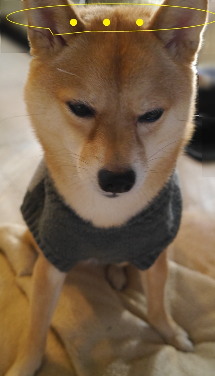f:id:hanatara:20210103101347j:plain
