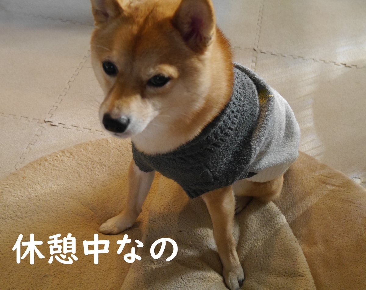 f:id:hanatara:20210103101537j:plain