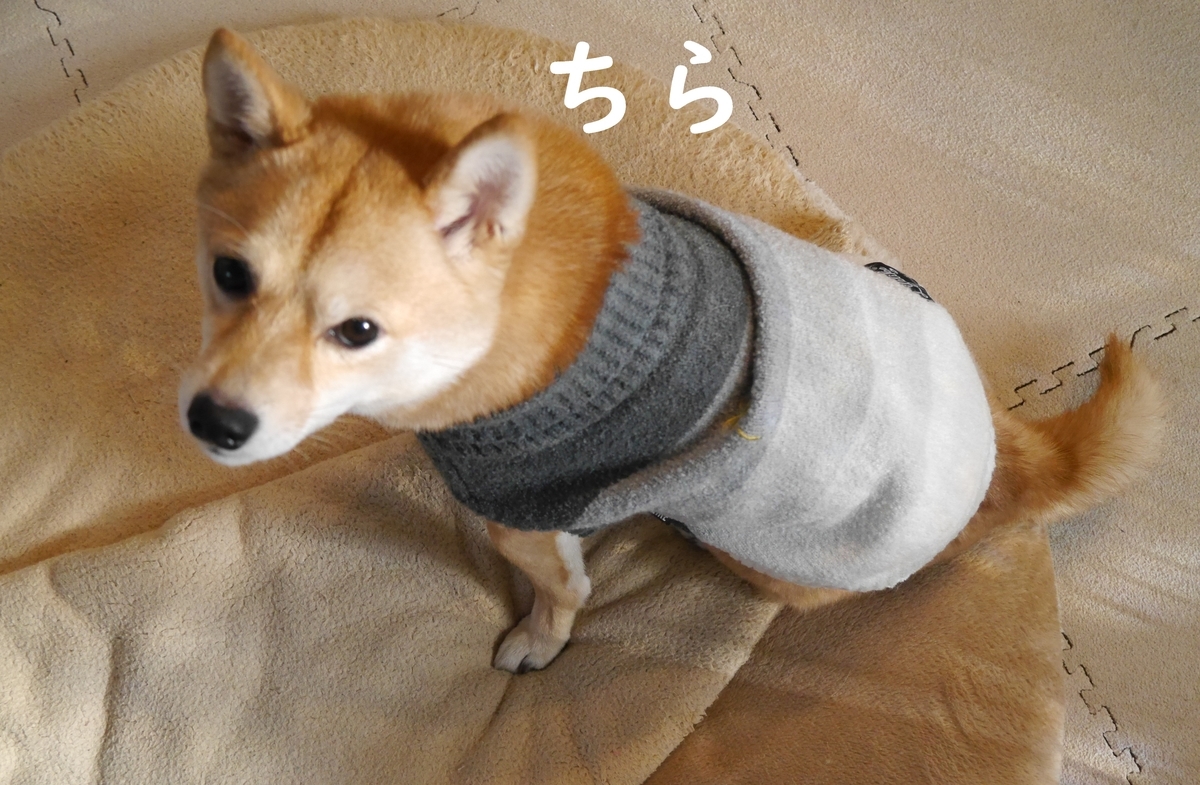 f:id:hanatara:20210103101815j:plain