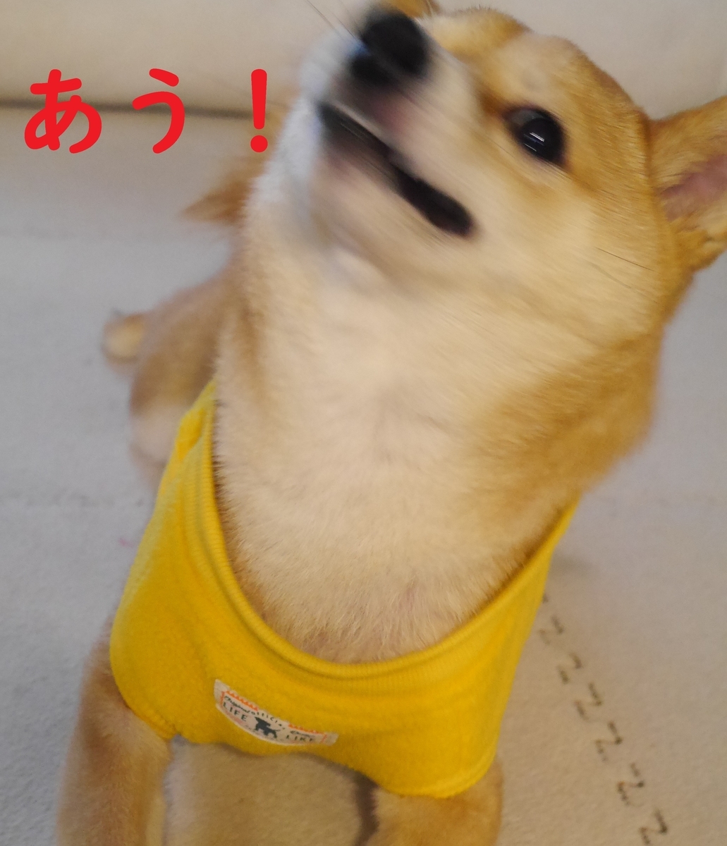 f:id:hanatara:20210105085410j:plain