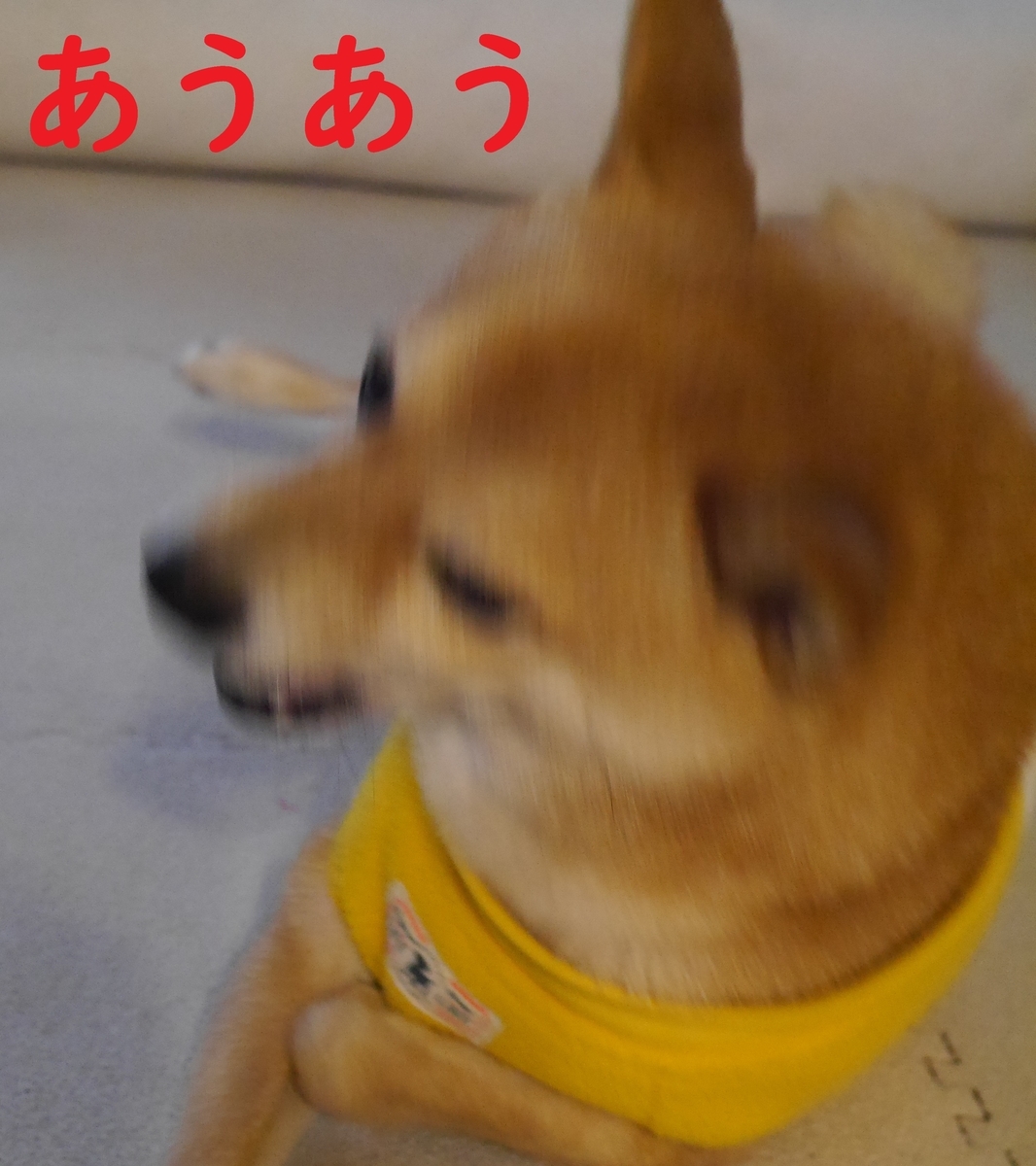 f:id:hanatara:20210105085549j:plain