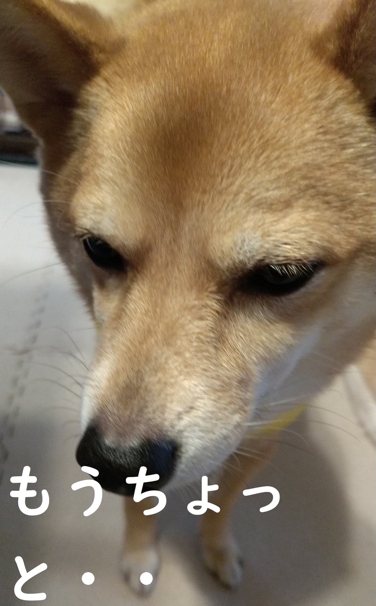 f:id:hanatara:20210105101152j:plain