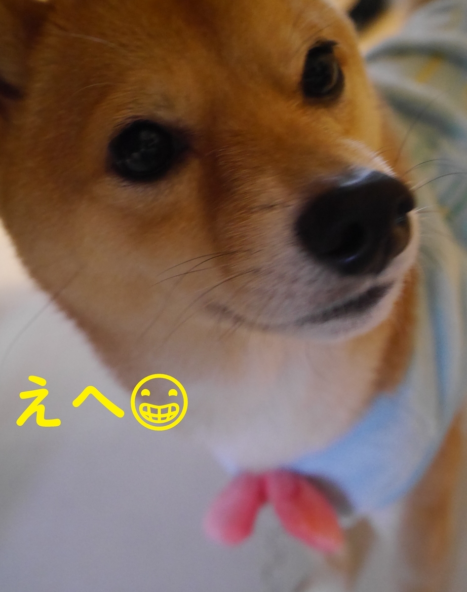 f:id:hanatara:20210105111018j:plain