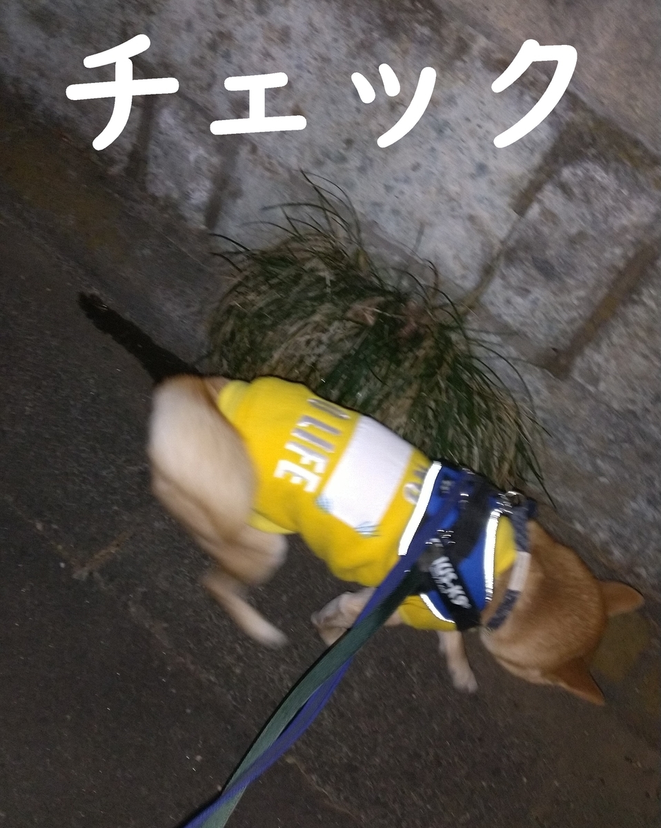 f:id:hanatara:20210110093527j:plain