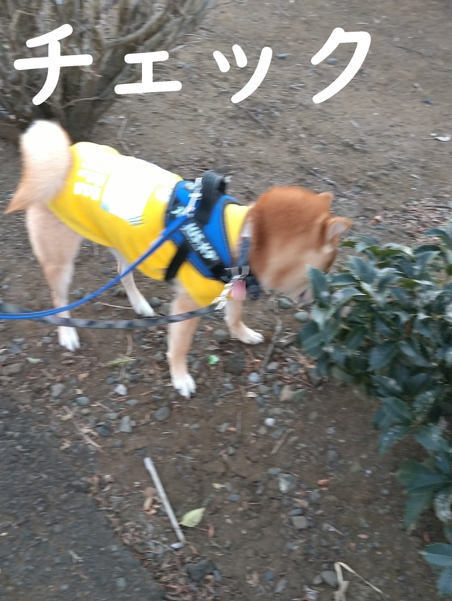 f:id:hanatara:20210110095110j:plain