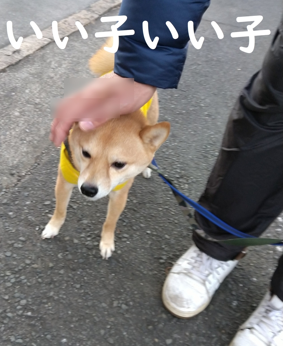 f:id:hanatara:20210110095315j:plain