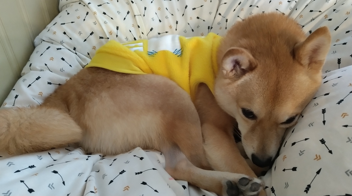 f:id:hanatara:20210110101020j:plain