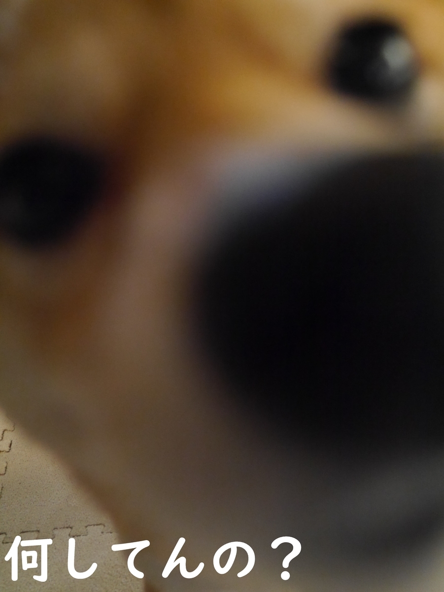 f:id:hanatara:20210110110146j:plain