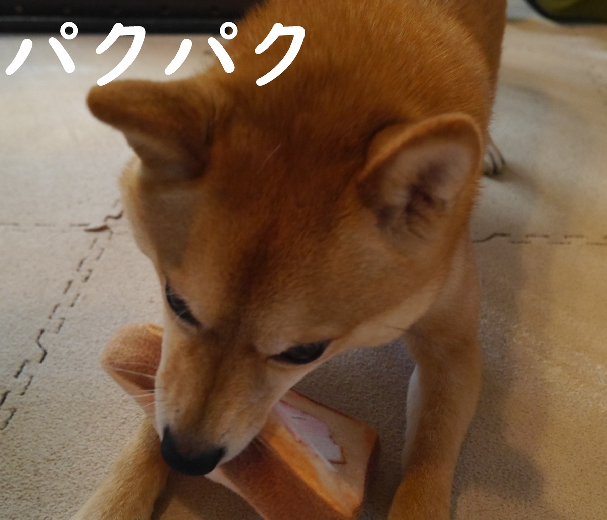 f:id:hanatara:20210110110443j:plain