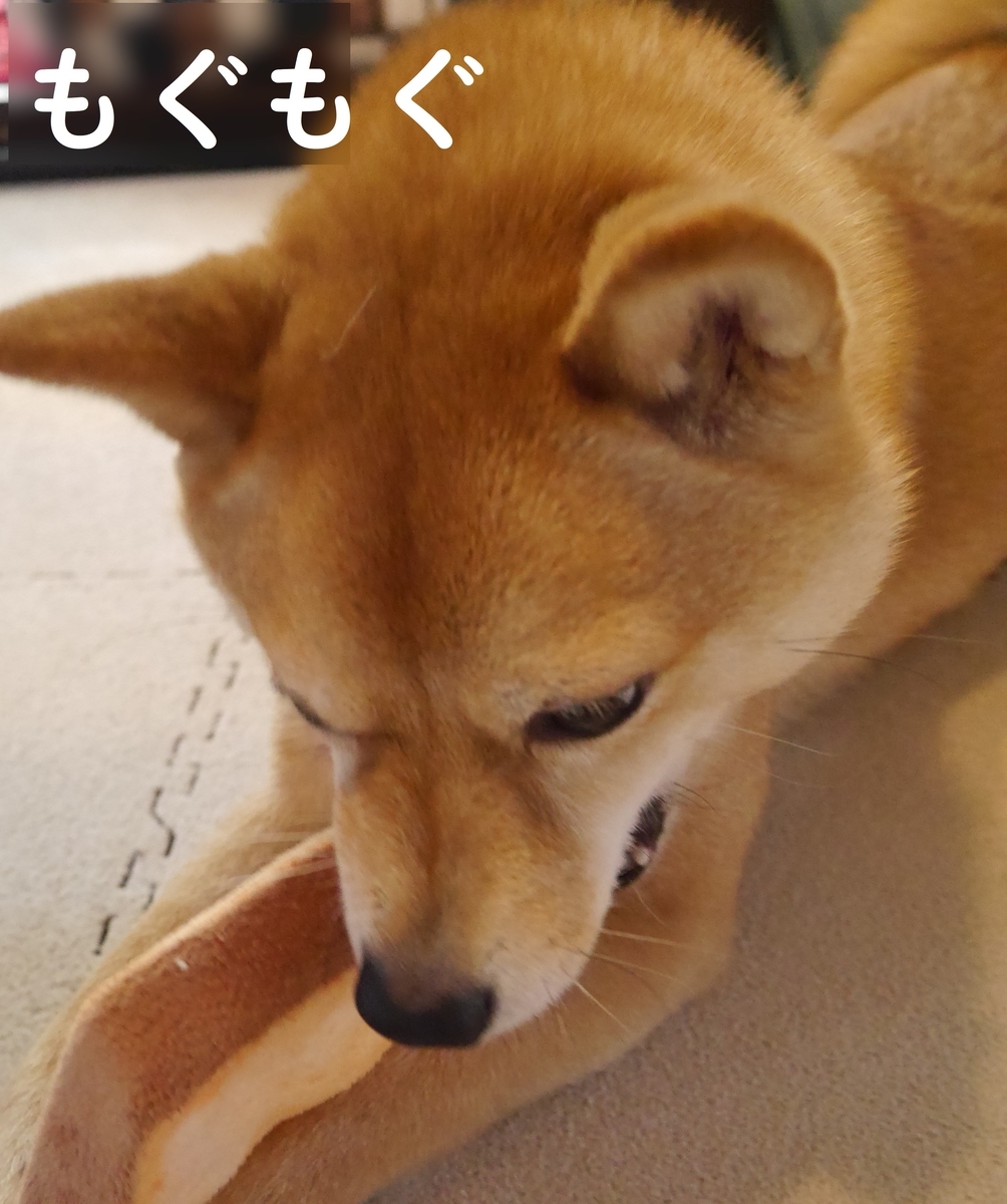 f:id:hanatara:20210110110546j:plain