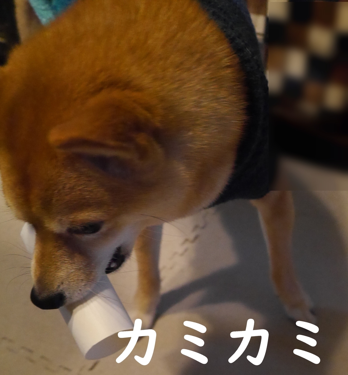 f:id:hanatara:20210116085600j:plain