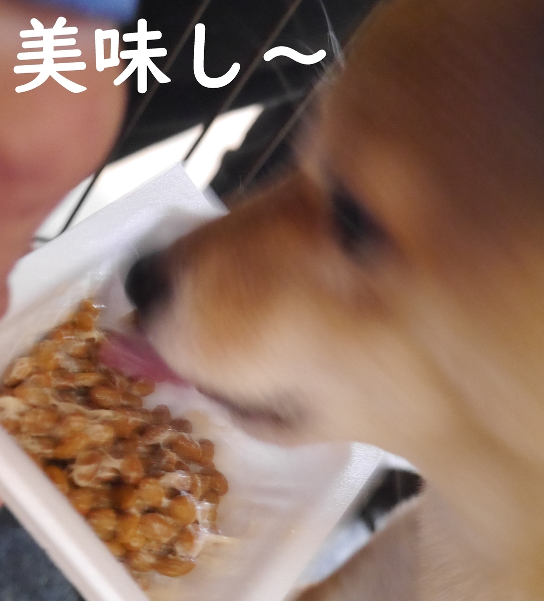 f:id:hanatara:20210116092347j:plain