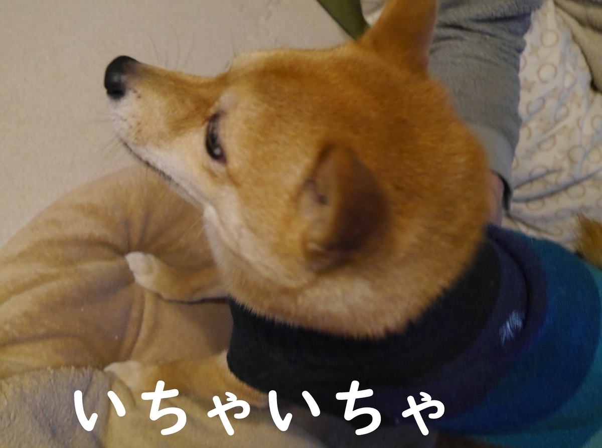 f:id:hanatara:20210116092607j:plain