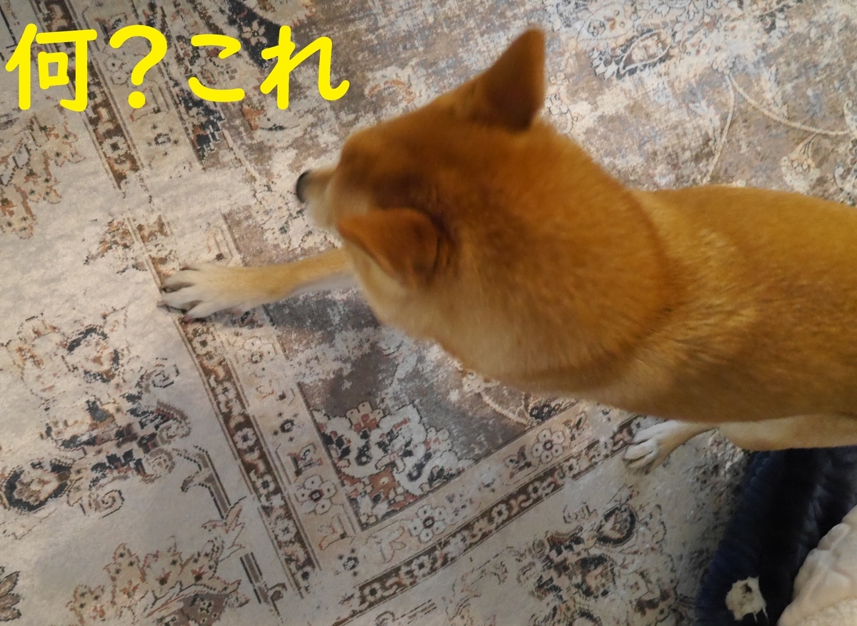 f:id:hanatara:20210116131231j:plain