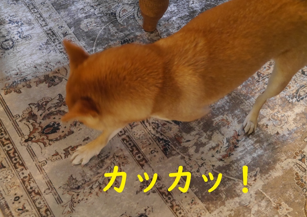 f:id:hanatara:20210116132012j:plain