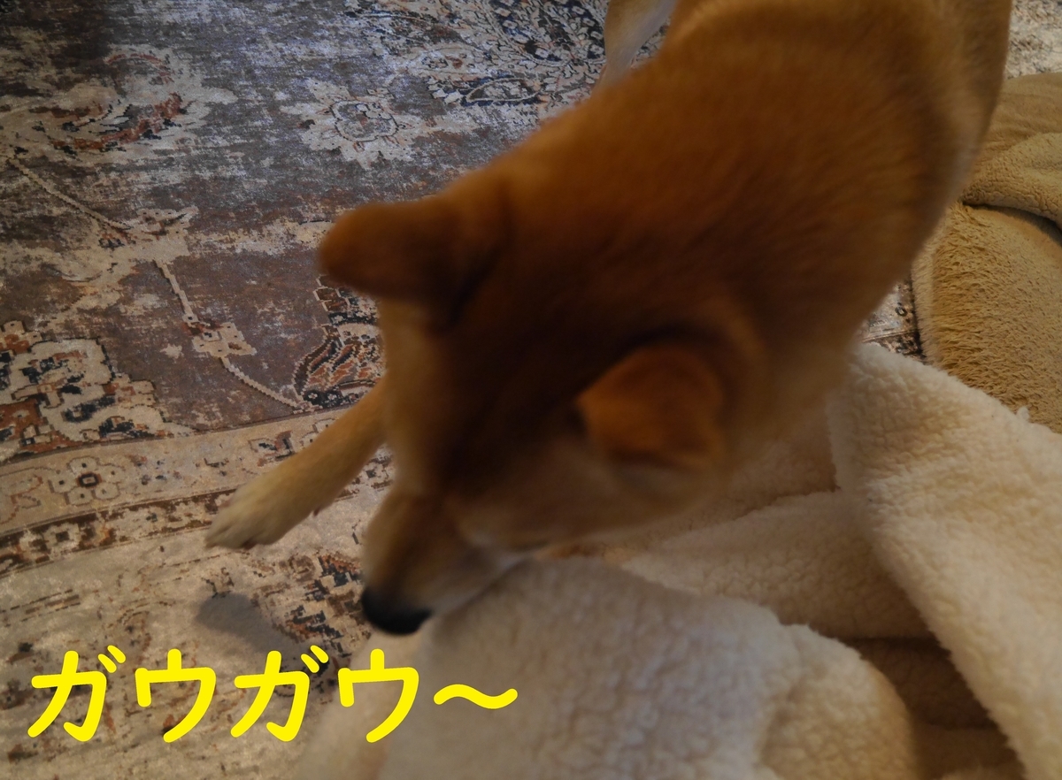 f:id:hanatara:20210116132237j:plain