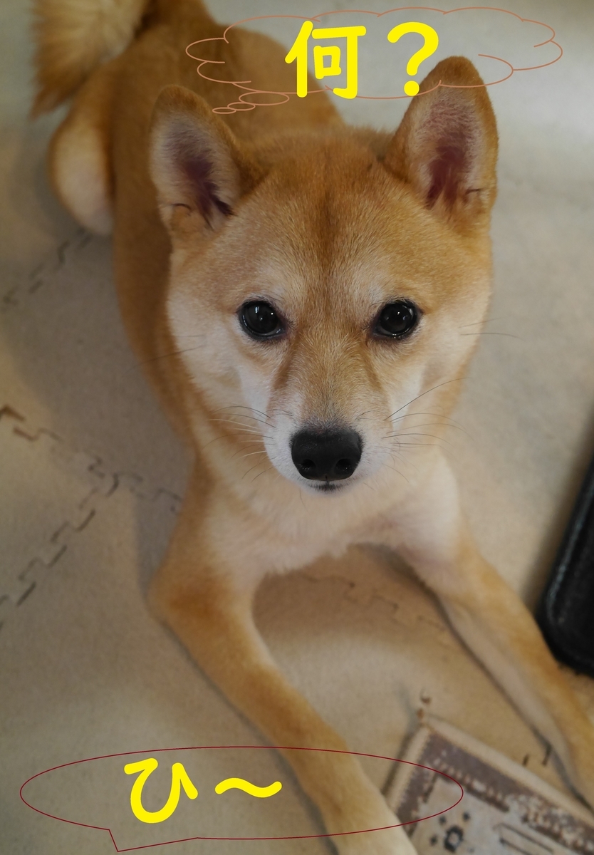 f:id:hanatara:20210116140642j:plain
