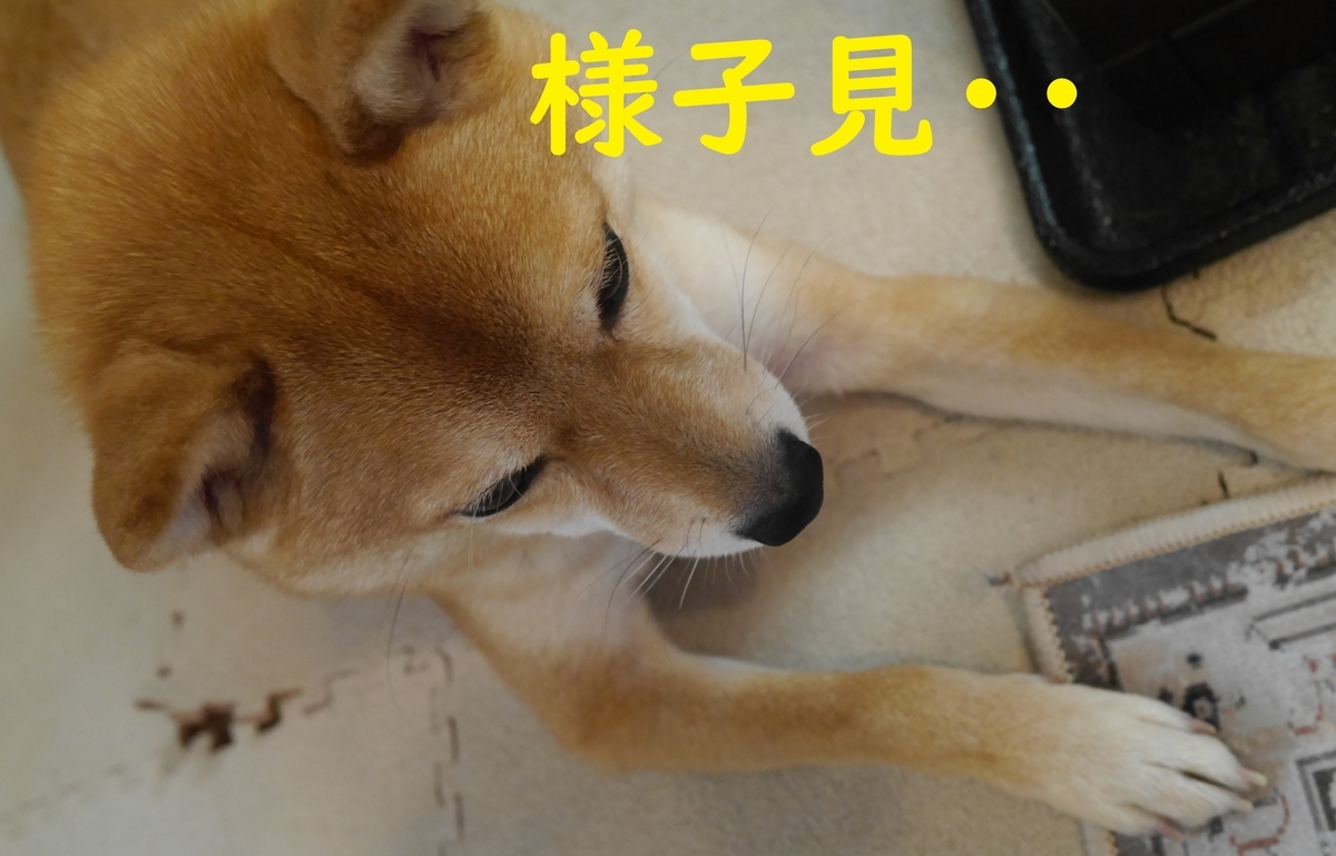 f:id:hanatara:20210116140743j:plain