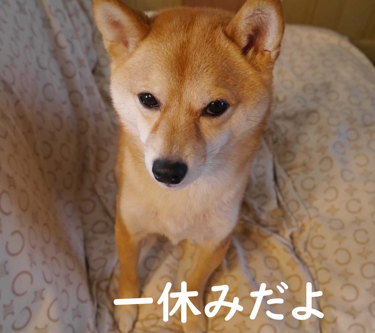 f:id:hanatara:20210117085337j:plain
