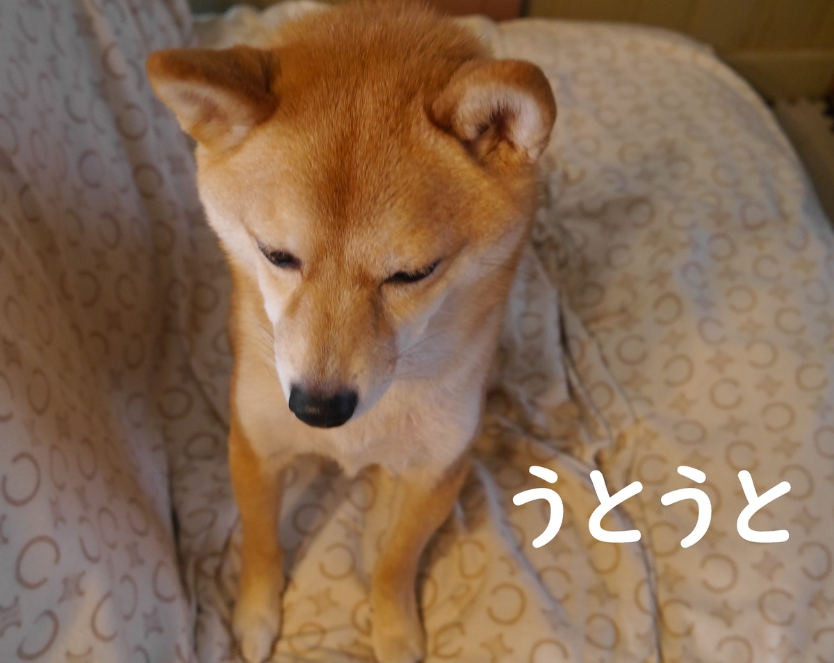 f:id:hanatara:20210117085418j:plain