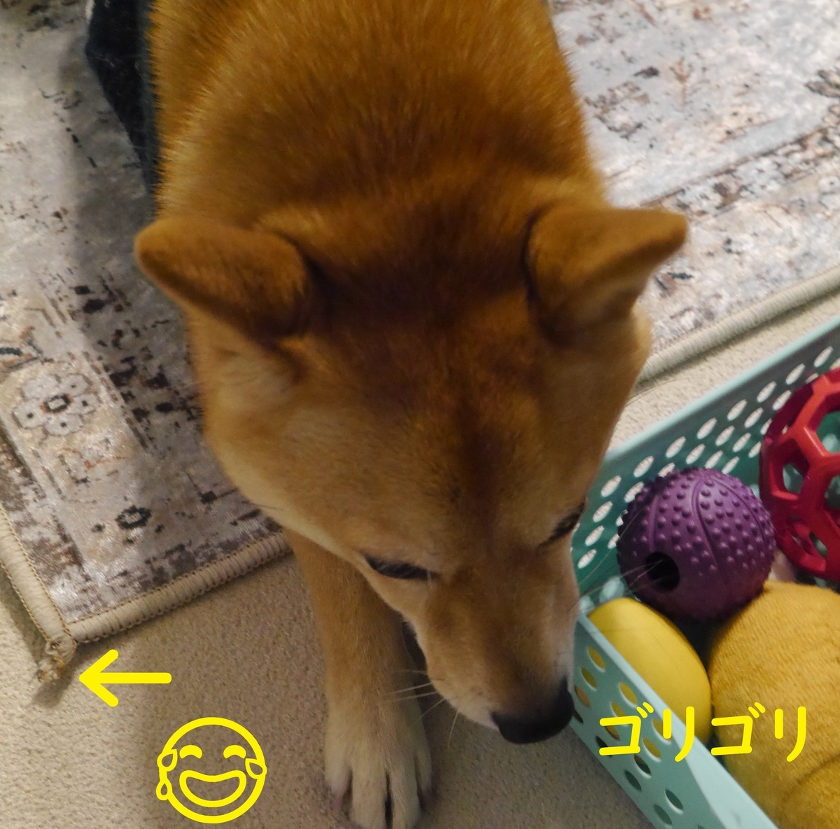 f:id:hanatara:20210117114304j:plain