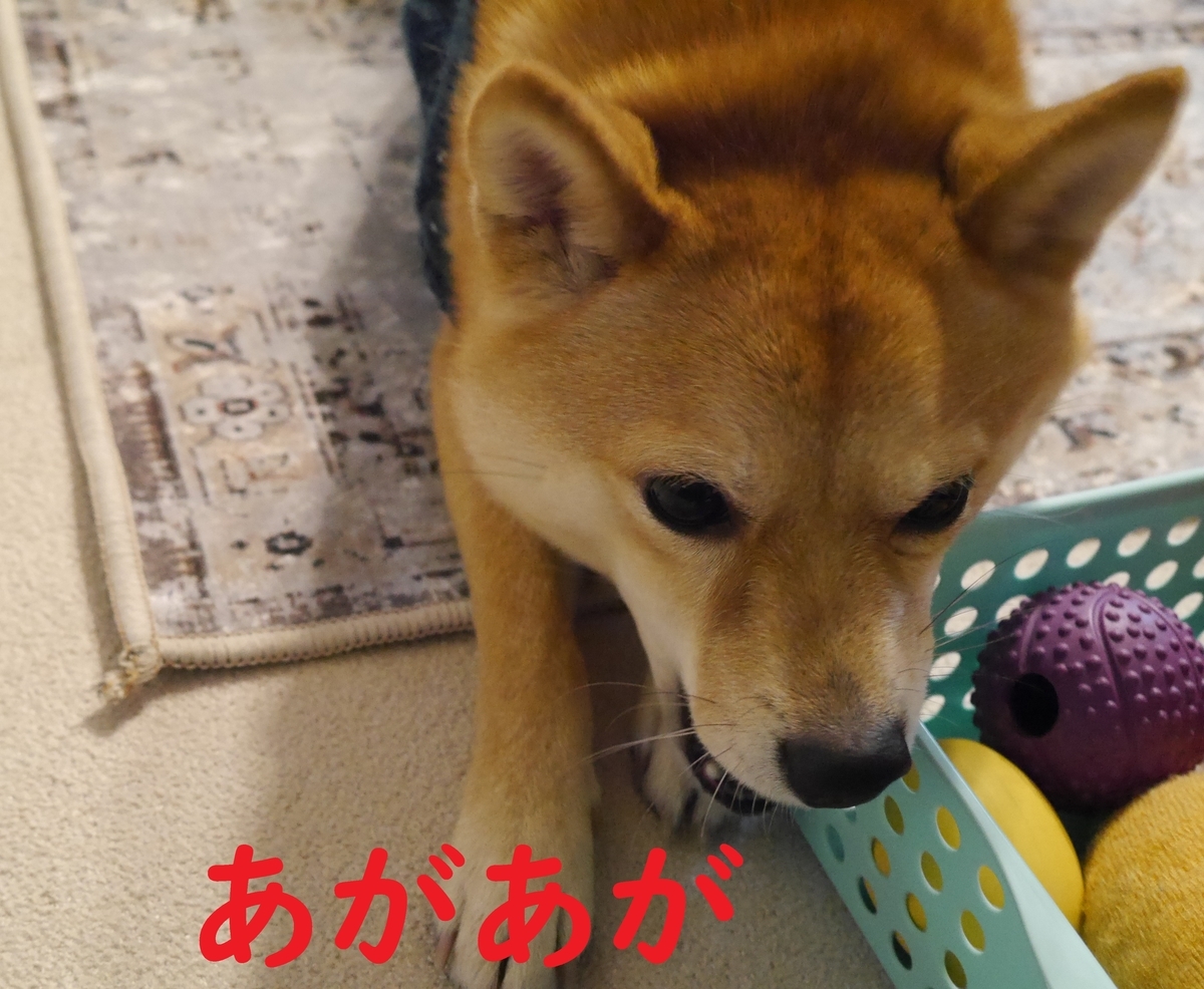 f:id:hanatara:20210117114725j:plain