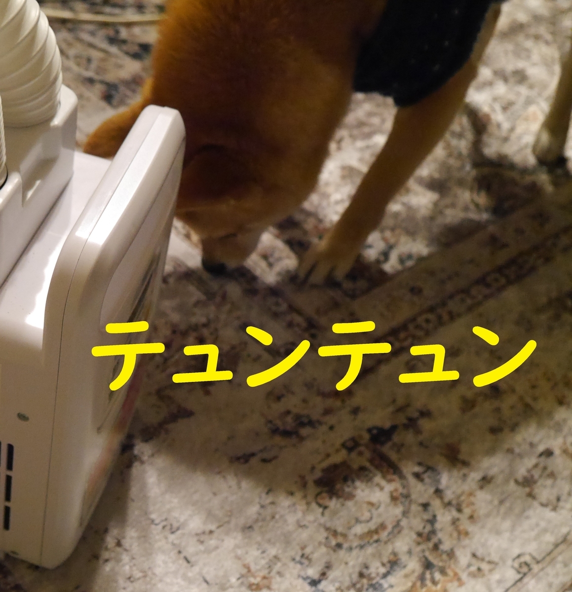 f:id:hanatara:20210122090049j:plain