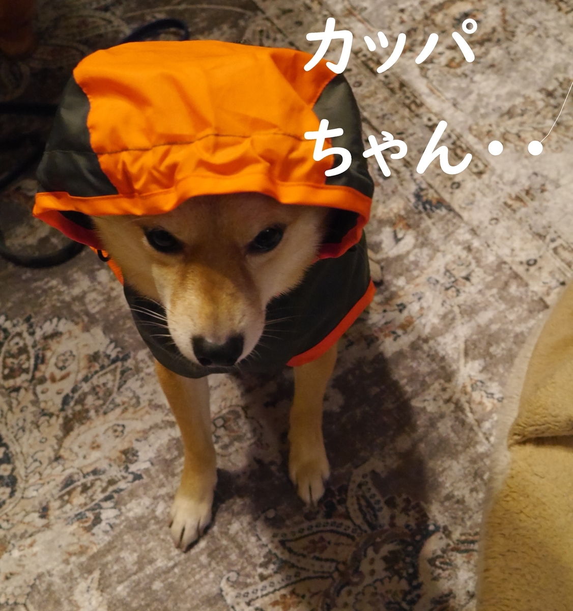 f:id:hanatara:20210124084224j:plain