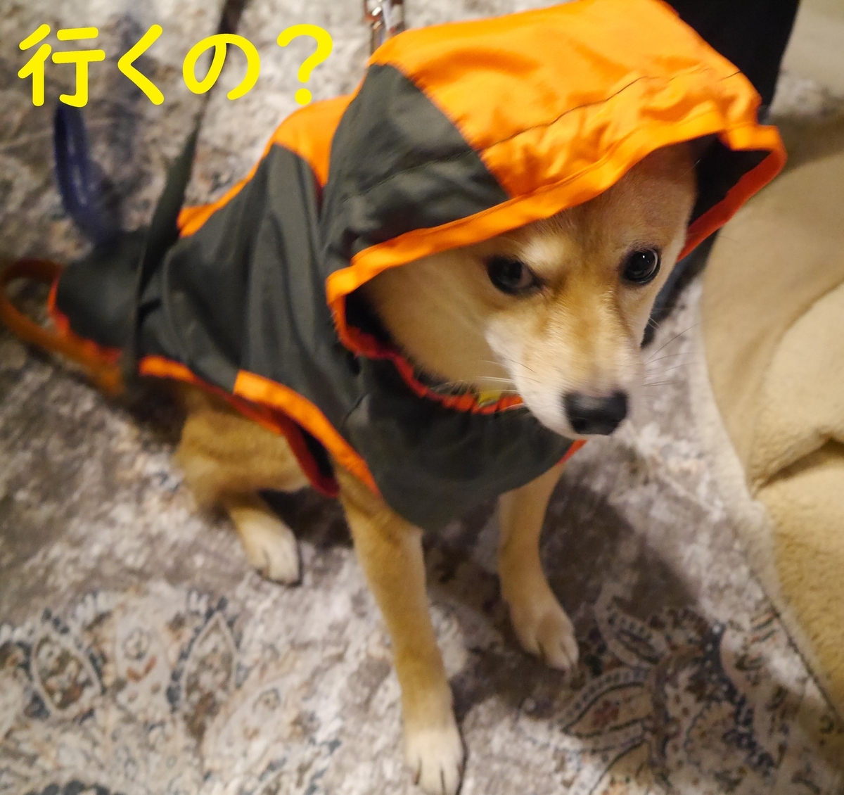 f:id:hanatara:20210124084448j:plain