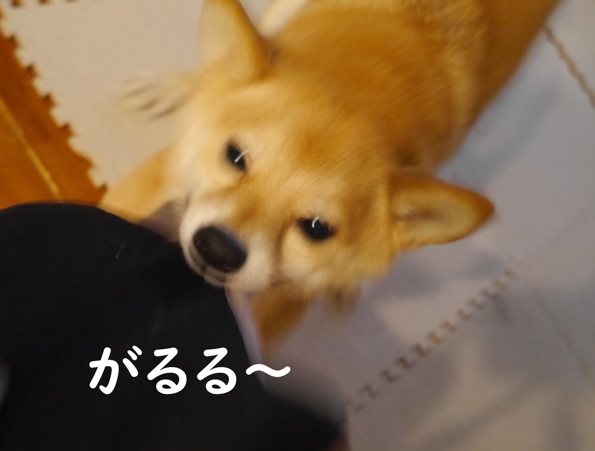 f:id:hanatara:20210124091626j:plain